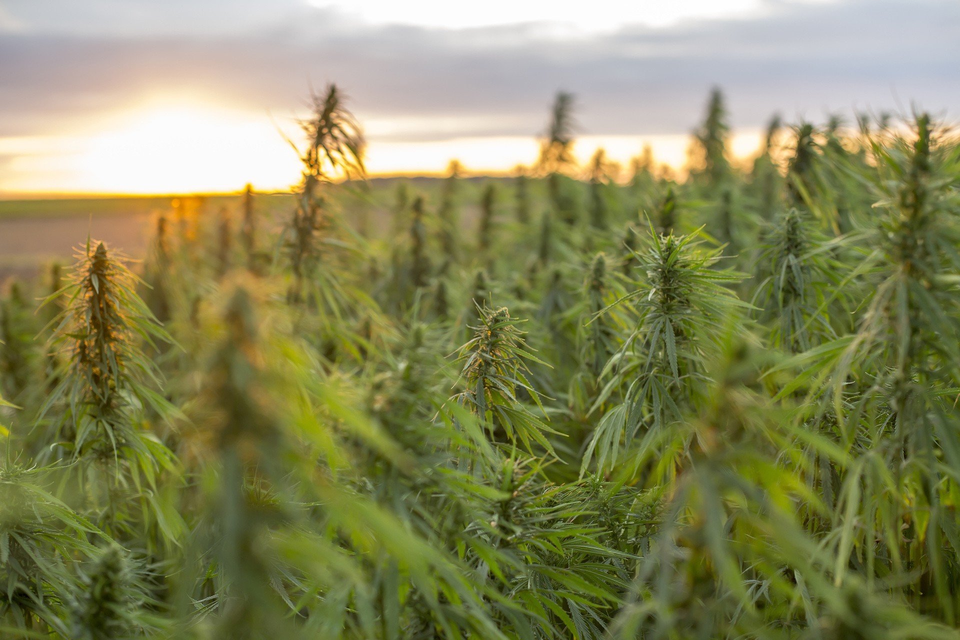 Выращивание конопли на поле где можно курить марихуаны