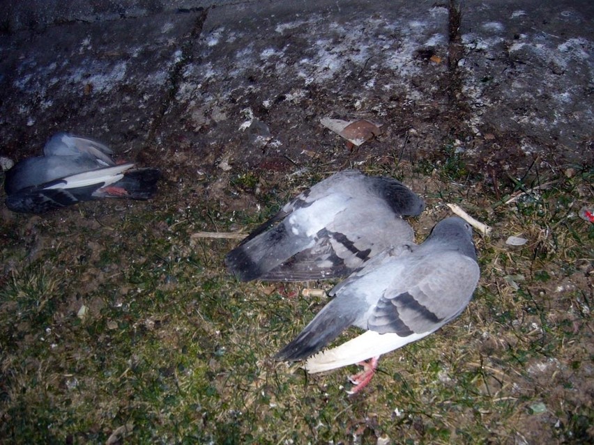 Padłe ptaki zostały znalezione obok bloku nr 24 przy alei...