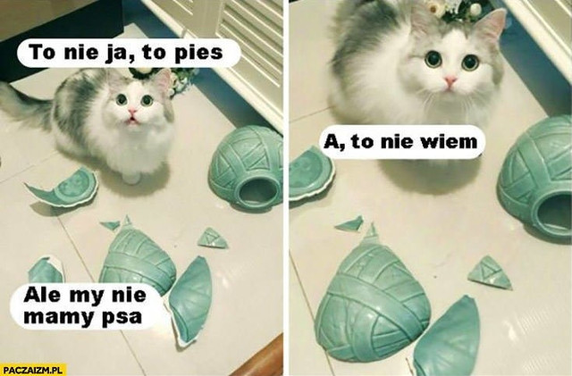Memy Na Dzie Kota 2021 Najnowsze I Najlepsze Memy O Kotach mieszne memy-na-dzie-kota-2021-najnowsze-i-najlepsze-memy-o-kotach-mieszne