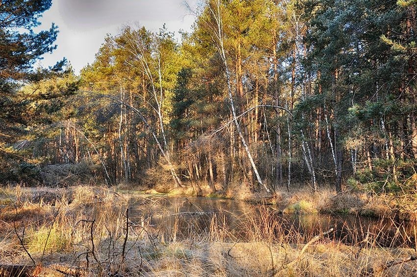 Rezerwat przyrody Broduszurki koło Dubiecka w powiecie przemyskim, to wyjątkowe miejsce na mapie Podkarpacia [ZDJĘCIA]