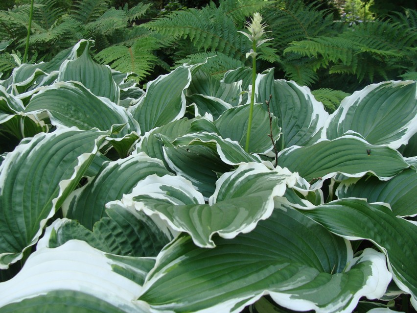 Funkie (Hosta) mają setki odmian o zróżnicowanej wielkości –...