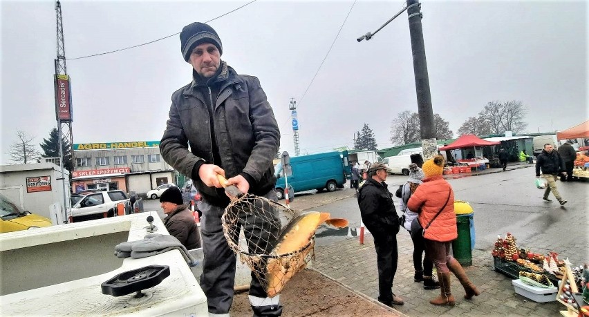 Karp już w sprzedaży na giełdzie w Sandomierzu! Cena za kilogram świeżej ryby na święta jest wyższa niż przed rokiem. Zobacz zdjęcia 