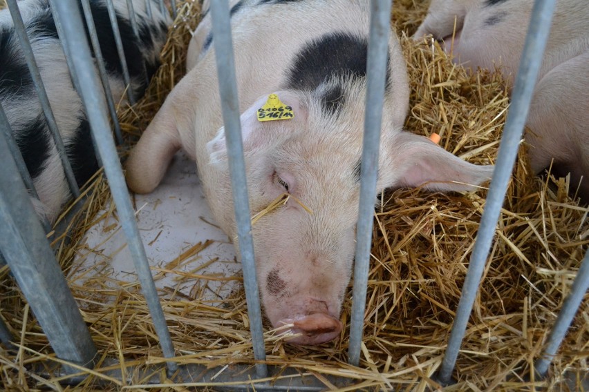 Pogłowie świń ze stanu 11265,6 tys. sztuk w grudniu 2014 r....