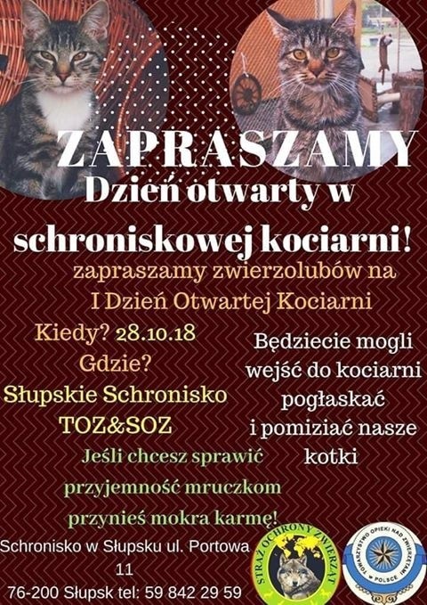 Kociarze przybywajcie. Dzień otwarty w schroniskowej kociarni 