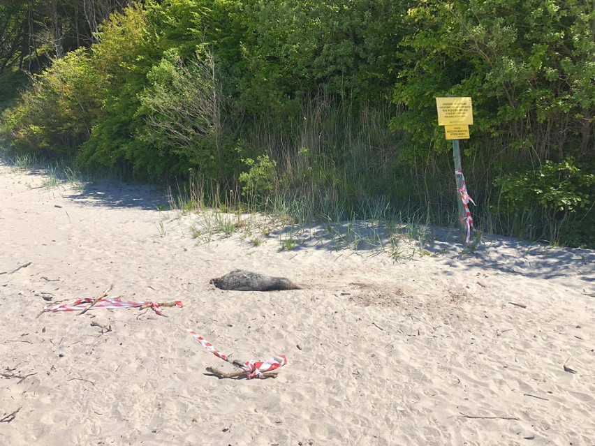 O martwych zwierzętach na plaży zaalarmowała nas...