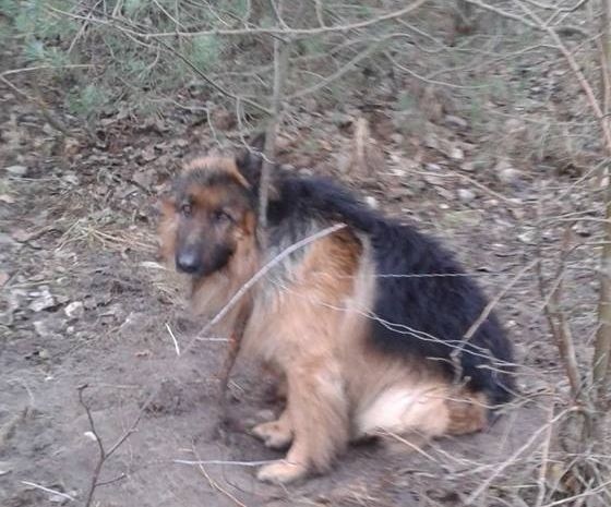 Pies przywiązany do drzewa w Ostrowcu! Okazało się, że wplątał się we wnyki  [ZDJĘCIA]