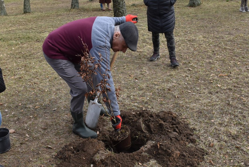 Posadzili 25 drzewek na 25-lecie! Człuchowski Klub Abstynenta "Krokus" w pożyteczny sposób rozpoczął obchody jubileuszu [FOTO]