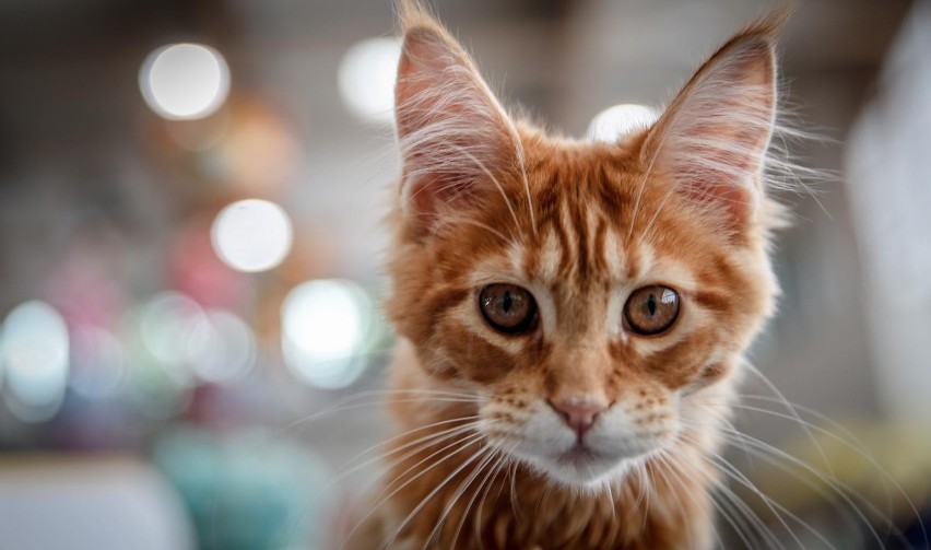Gdańscy naukowcy zidentyfikowali wirusa, który zabija koty....