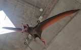 W Uniwersyteckim Centrum Przyrodniczym UwB pojawił się latający pterozaur