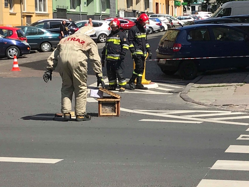 Strażacy ratują pszczoły na rogu ul. 5 Lipca i Pocztowej w Szczecinie [WIDEO, ZDJĘCIA]