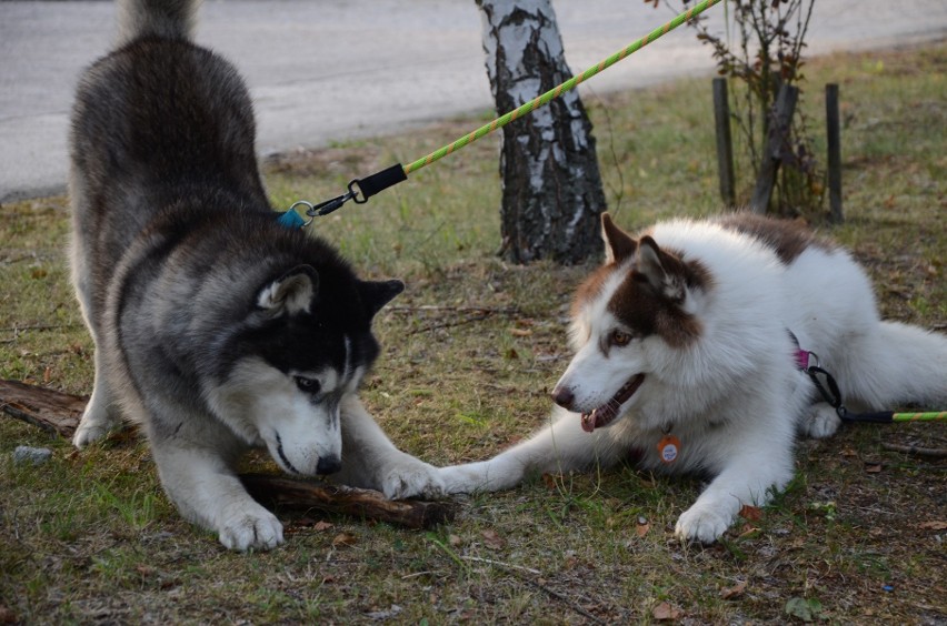 Dog Orient na górze Kamieńsk. Blisko setka uczestników wędrowała z czworonogami leśnymi ścieżkami kopalnianej góry   