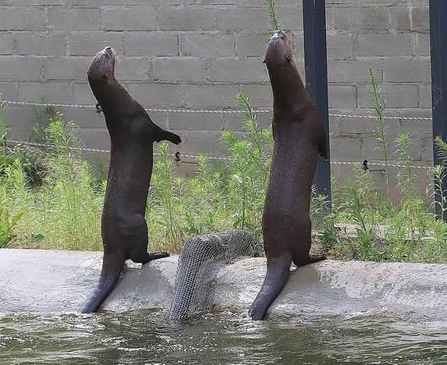 W Polsce wciąż głośno o walentynkowej akcji łódzkiego ogrodu zoologicznego, który w niedzielę (14 lutego) zaprasza odwiedzających na Dzień Zakochanych "tropem męskich narzędzi miłości". Przed weekendem Barbara Nowak, kurator oświaty z Krakowa, znana m.in. ze zwalczania tzw. ideologii LGBT, stwierdziła, iż "w Łodzi urzędnicy prezydent Zdanowskiej chcą w dniu św. Walentego prezentować dzieciom penisy zwierząt z tamtejszego ZOO". W ogrodzie na pewno będzie prezentacja wiedzy o tym, dlaczego wydrom (na zdjęciu te z łódzkiego ogrodu) kurczą się penisy. >>> Czytaj dalej przy kolejnej ilustracji >>>