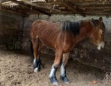 Zagłodzone zwierzęta pod Białobrzegami! Właścicielowi z gminy Wyśmierzyce odebrano trzy kobyły i jałówkę