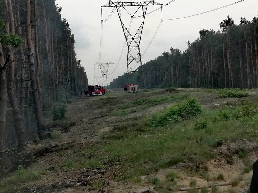 Gmina Magnuszew. Palił się spory fragment lasu, strażacy w akcji