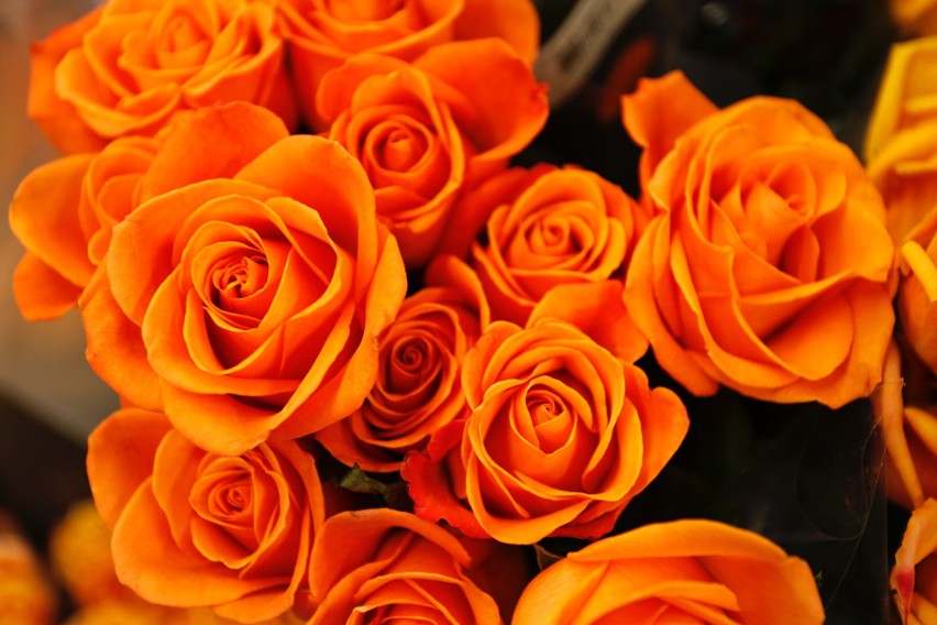 Pomarańczowy kolor róż oznacza entuzjazm, a także optymizm,...