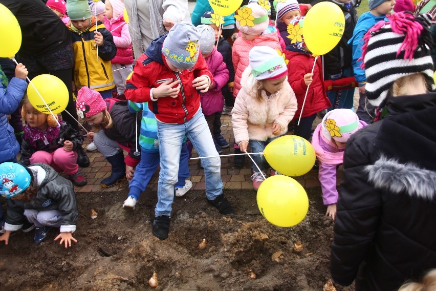 W Żorach zasadzili prawie 1000 żonkili, tworząc "Pole Nadziei" przy hospicjum