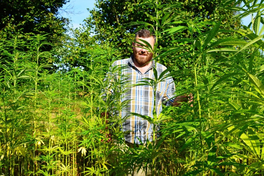 Właścicielem plantacji jest Mikołaj Hnatiuk.