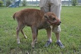 Bliźniacze narodziny w Kurozwękach. Andrzejek jeden z małych bizonków ma się bardzo dobrze [WIDEO, ZDJĘCIA] 