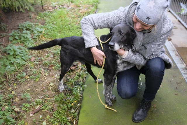 Od 14 kwietnia bydgoskie schronisko wznawia adopcje zwierząt.