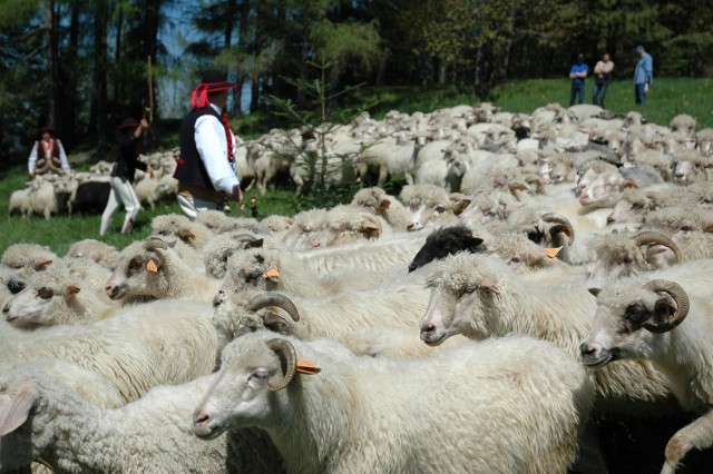 Owce w Beskidach nie są wielka sensacją. A w Jaworznie?
