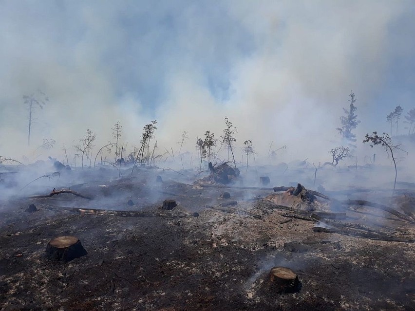 Dzisiaj w Nadleśnictwie Rytel doszło do pożaru lasu na...