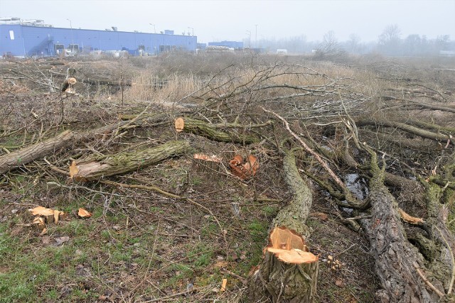 Polder Żelazna. Z powodu inwestycji przeciwpowodziowej pod topór poszło mnóstwo drzew w Opolu.