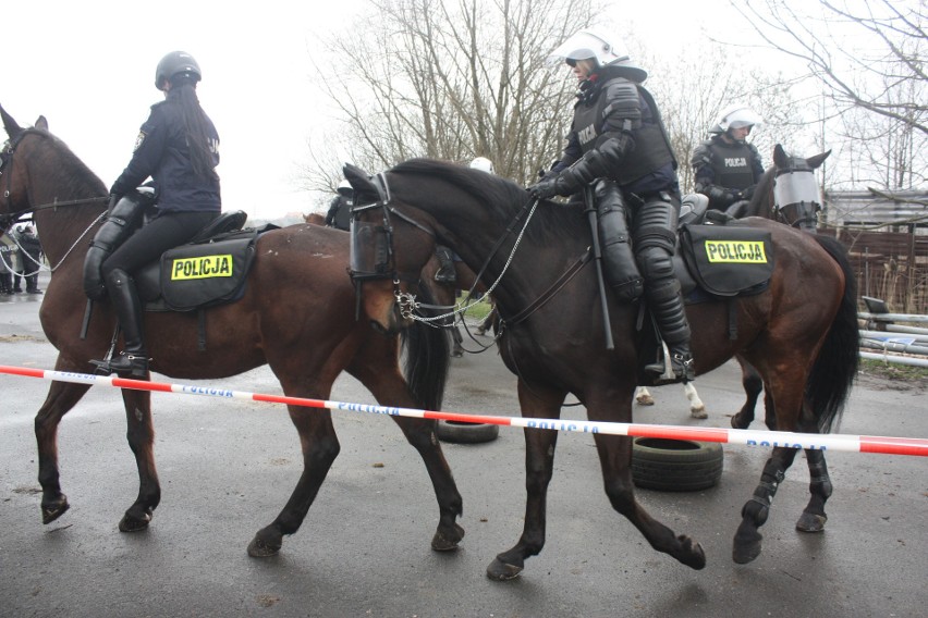 Egzamin koni policyjnych w Chorzowie