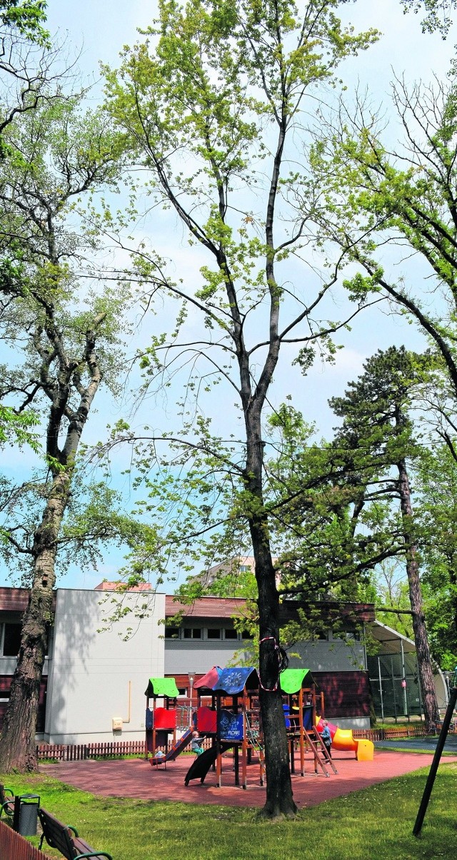 Rewitalizacja źle wpłynęła na drzewa w bielskim parku
