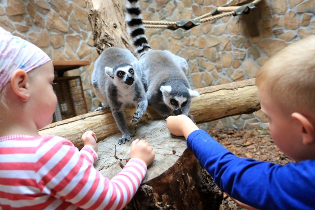 Dzieci bardzo lubią spędzać swój wolny czas w otoczeniu zwierząt. Tutaj podczas karmienia lemurów w toruńskim Ogrodzie Zoobotanicznym.