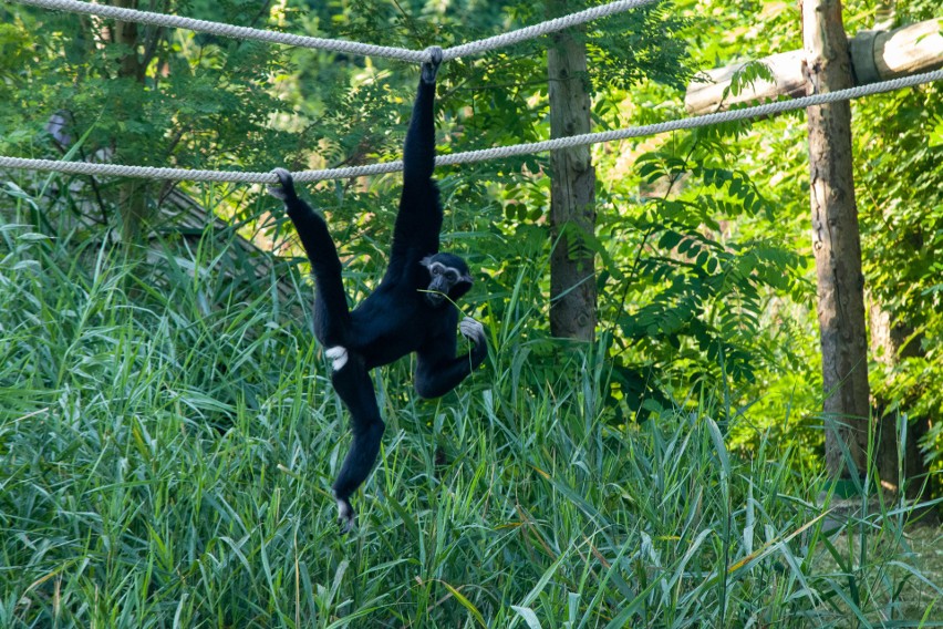 W śląskim zoo zobaczymy ponad 2000 zwierząt....