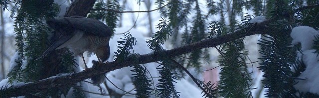 Drapieżny ptak w ogóle nie zwracał uwagi na kobietę z aparatem