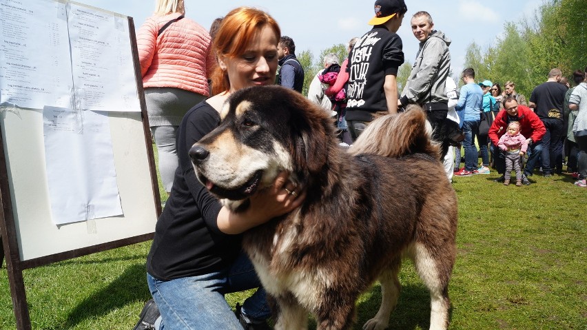 Wystawa psów w Rybniku-Kamieniu. Urocze czworonogi