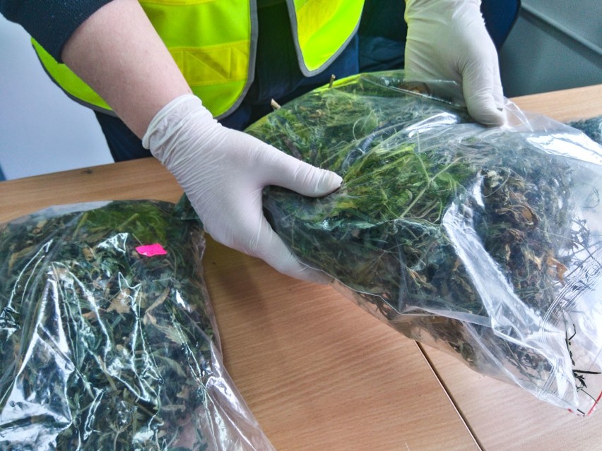W mieszkaniu policjanci zabezpieczyli 400 gramów marihuany