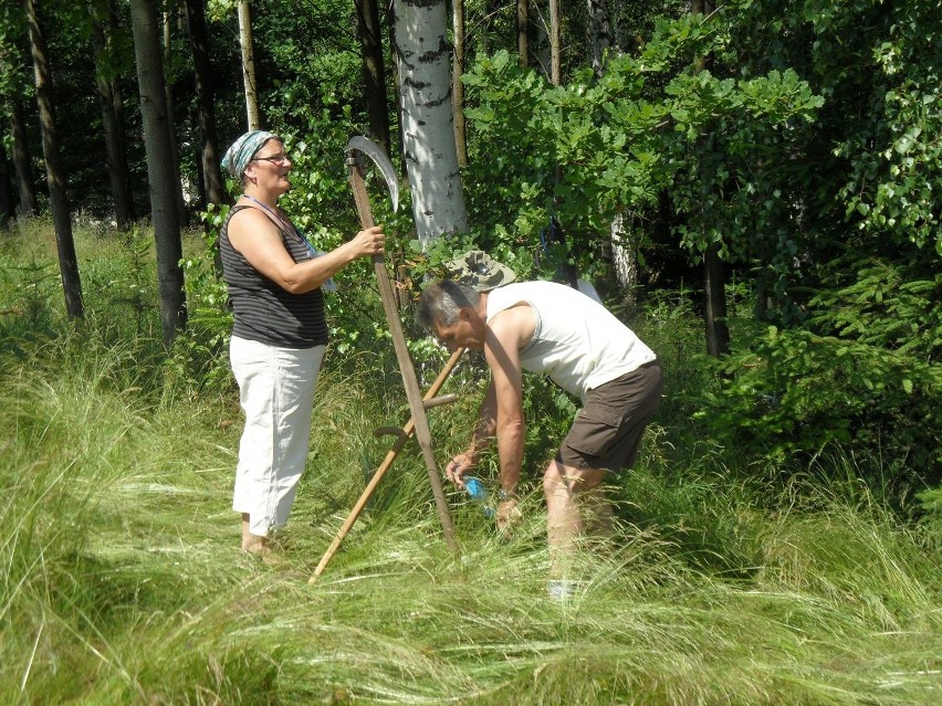 Mistrzostwa Góralek i Górali Żywieckich w Koszeniu Łąki Kosą [ZDJĘCIA+WIDEO]