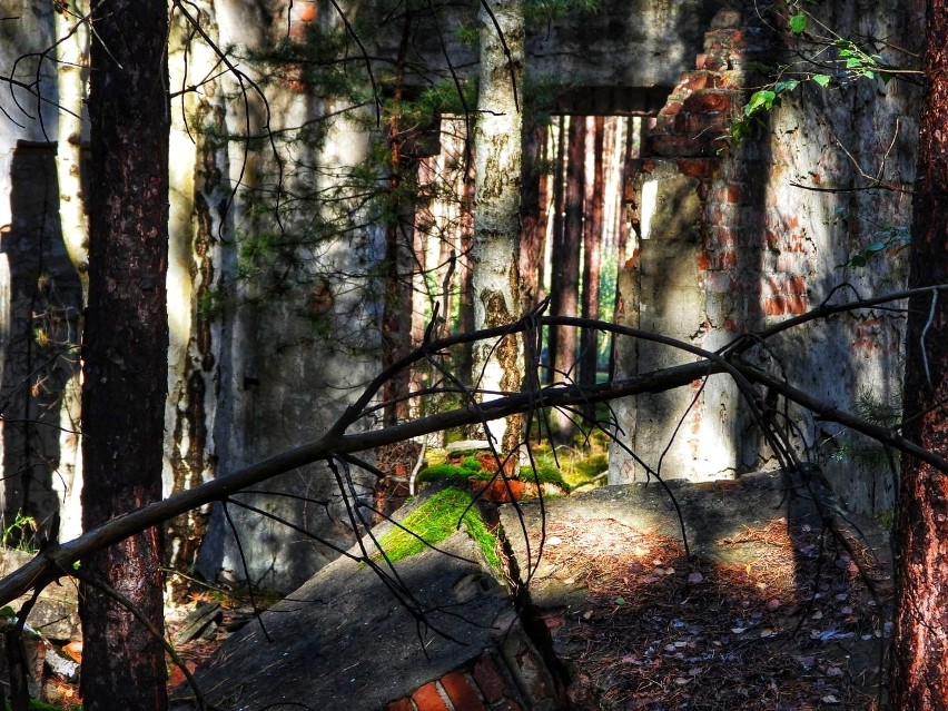 Ruiny DAG Alfred Nobel w lesie w okolicy Nowogrodu...
