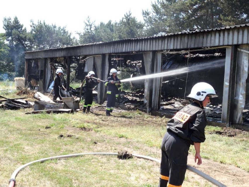 Pożar w Brodziszewie: Spłonęło 15 tysięcy kurczaków