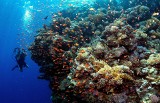 Australia. Wielka Rafa Koralowa wykazuje najwyższy poziom pokrycia koralami od 36 lat