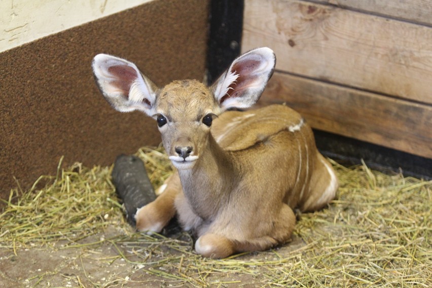 Śląski Ogród Zoologiczny ma małą samicę wielkiego kudu 