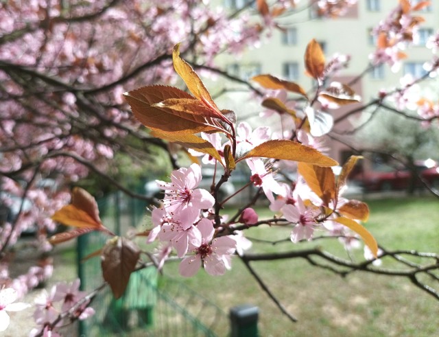 W wielkanocny poniedziałek w temperatura w Bydgoszczy sięgała 23 stopni Celsjusza. Podobnie ciepło ma być w najbliższą sobotę.