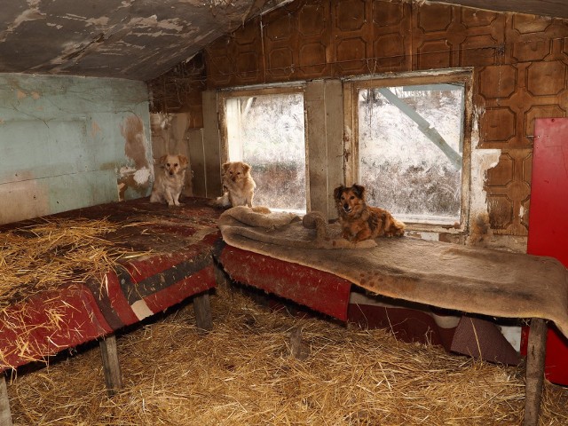 Po śmierci opiekuna, 14 psów zostało zamkniętych w ruinie