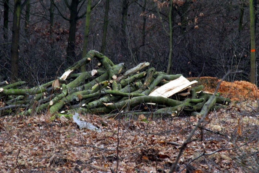 Wycinka drzew pod obwodnicę Jarocina