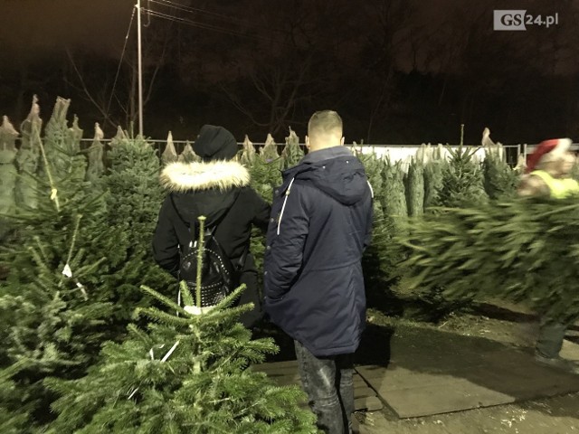 Małą choinkę, ale za to w doniczce można kupić dziś w Szczecinie już za 29 zł. Te największe kosztują nawet ponad 200 zł. Ale im bliżej świąt, tym drzewka bożonarodzeniowe mają być tańsze. - Tyle tylko, że wybór choinek będzie coraz mniejszy, bo te najładniejsze drzewka idą jak świeże bułeczki - mówią sprzedawcy choinek. CHCESZ WIEDZIEĆ WIĘCEJ? KLIKNIJ NA NASTĘPNE ZDJĘCIE >>>>>>>Zobacz również: Świąteczny Szczecin. Piękna choinka przed urzędem i pięknie oświetlony Zamek [ZDJĘCIA]Rodzina na święta wyda średnio 1521zł. Najwięcej wydamy na prezenty