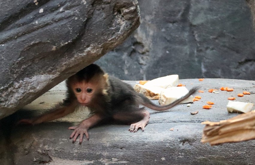 Mały makak staje się coraz śmielszy i sam chodzi po wybiegu.
