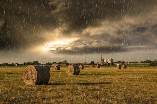 W zachodniej części kraju spadło sporo deszczu, czy ma to jednak pozytywne skutki dla rolnictwa? 