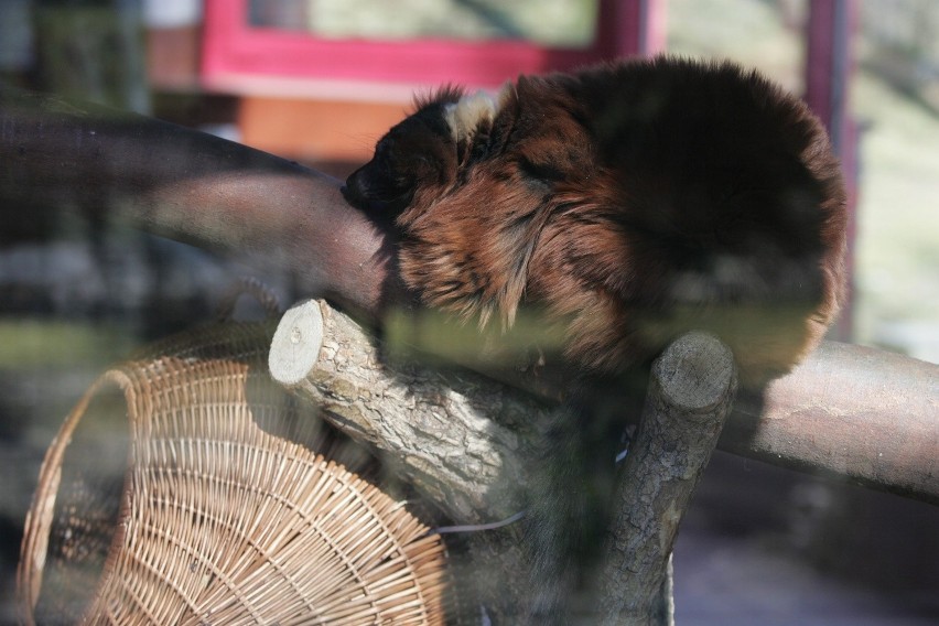 Śląski Ogród Zoologiczny