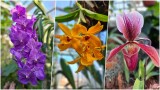 Cieszą zmysły o każdej porze roku. Mowa o orchideach z łańcuckiej Storczykarni. Zobacz, jak te kwiaty pięknie się prezentują [ZDJĘCIA]