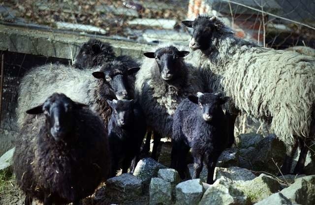 Niedawno na świat przyszły dwa barany owcy wrzosówki