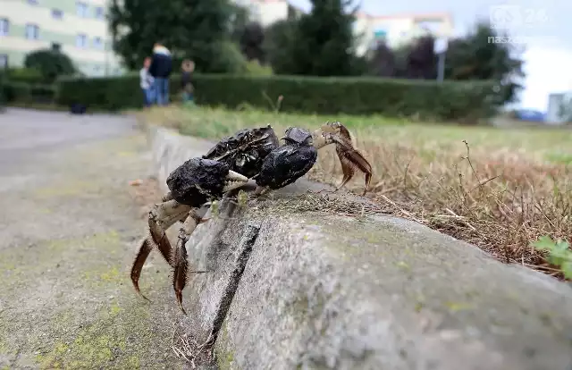 Kraby znów są w Szczecinie!