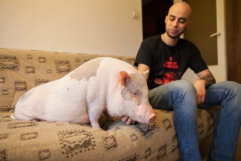 – Nasza świnka to zwierzę kanapowe – mówią właściciele. –...