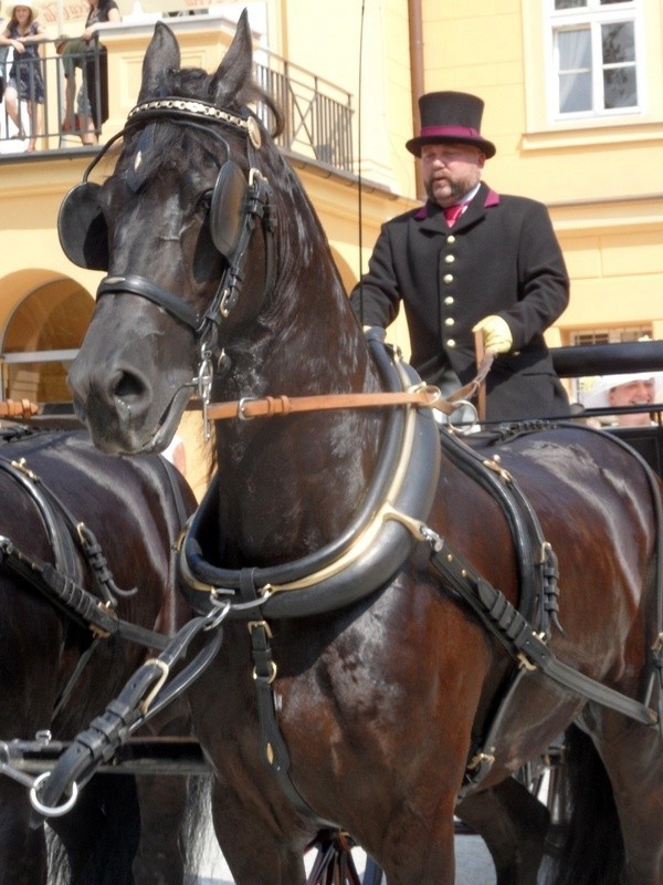 Przepiękne konie, piękne stroje i sportowa rywalizacja, a...